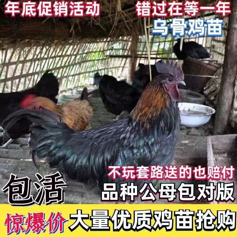 乌骨鸡苗