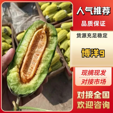 山东甜瓜博洋甜瓜博洋九号价格优惠欢迎电话订购联系