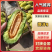 山东甜瓜博洋甜瓜博洋九号价格优惠欢迎电话订购联系