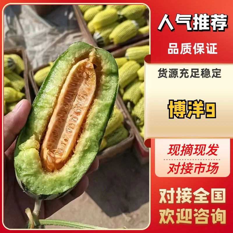 山东甜瓜博洋甜瓜博洋九号价格优惠欢迎电话订购联系