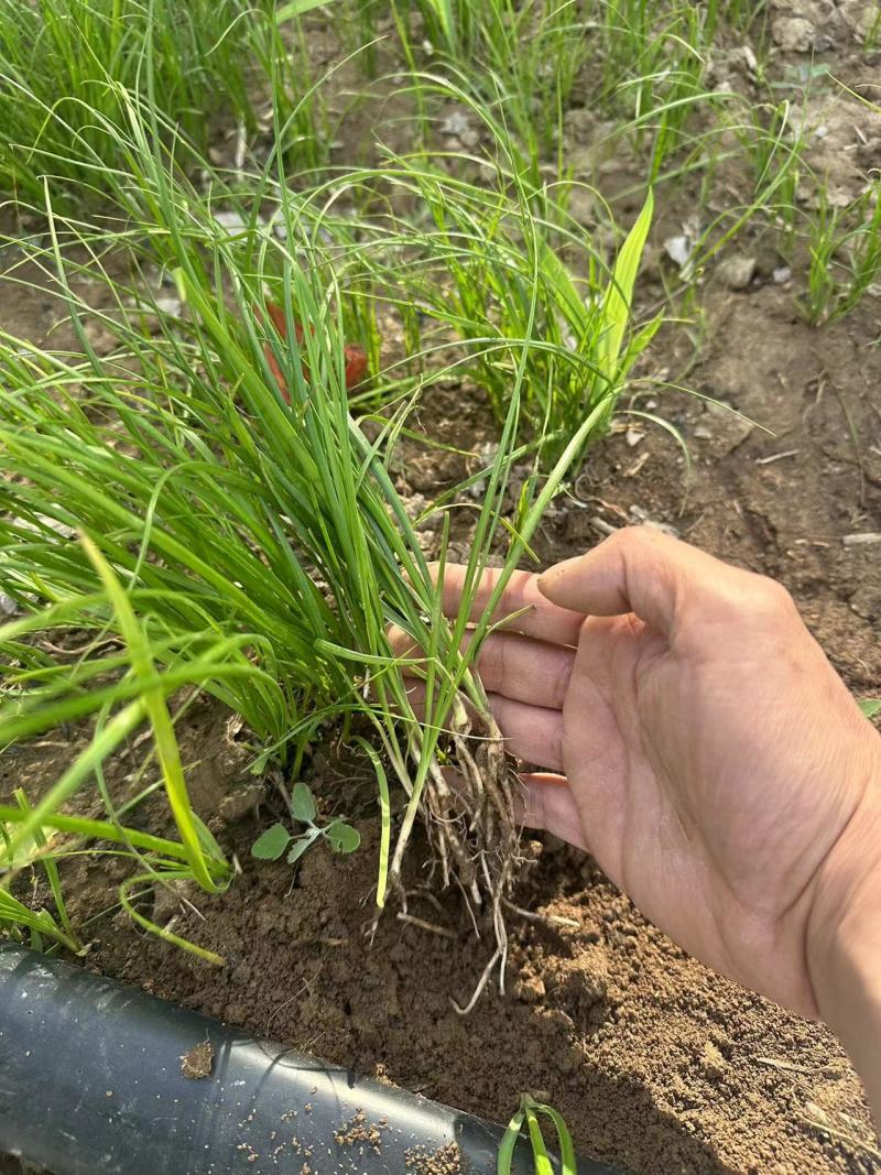 知母苗产地直发大量有货可回收保质保量自家种植