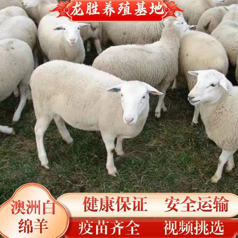 澳洲白绵羊仔