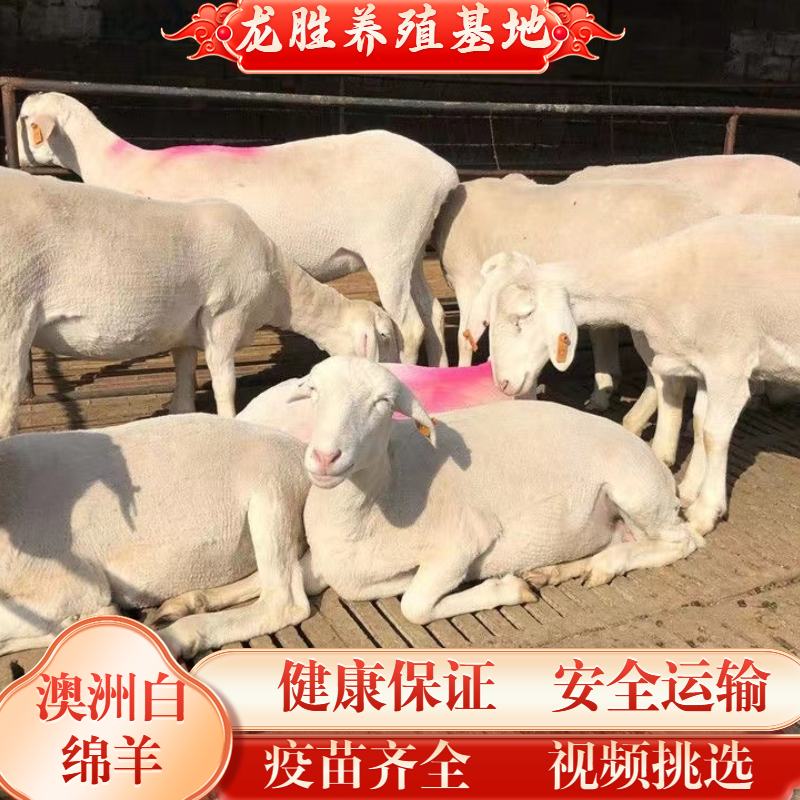 澳洲白绵羊仔