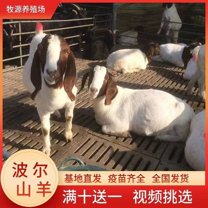 波尔山羊仔