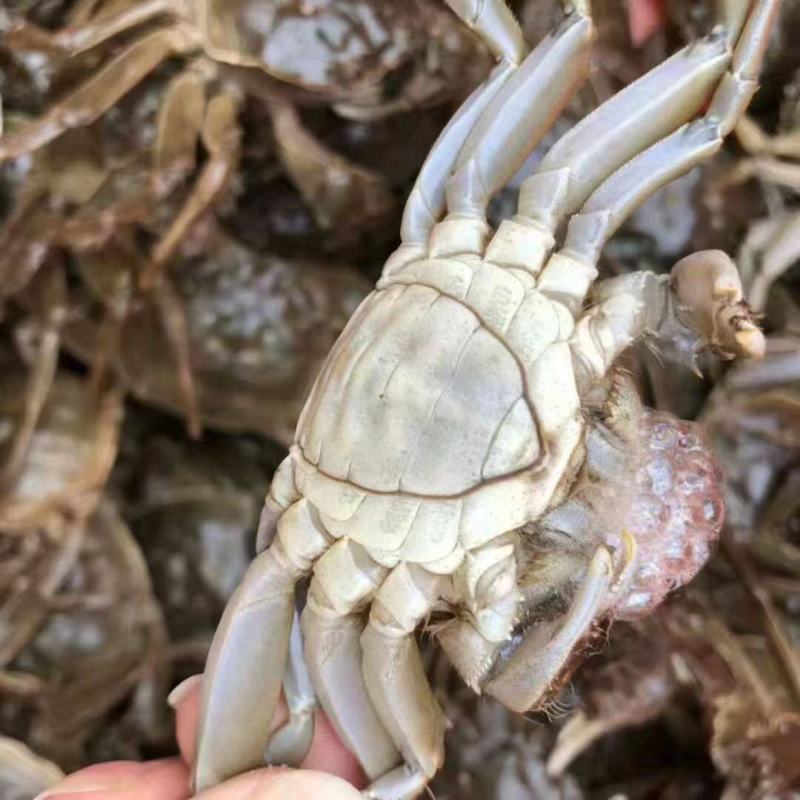大闸蟹河蟹螃蟹