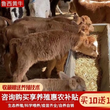 黄牛仔