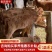黄牛仔