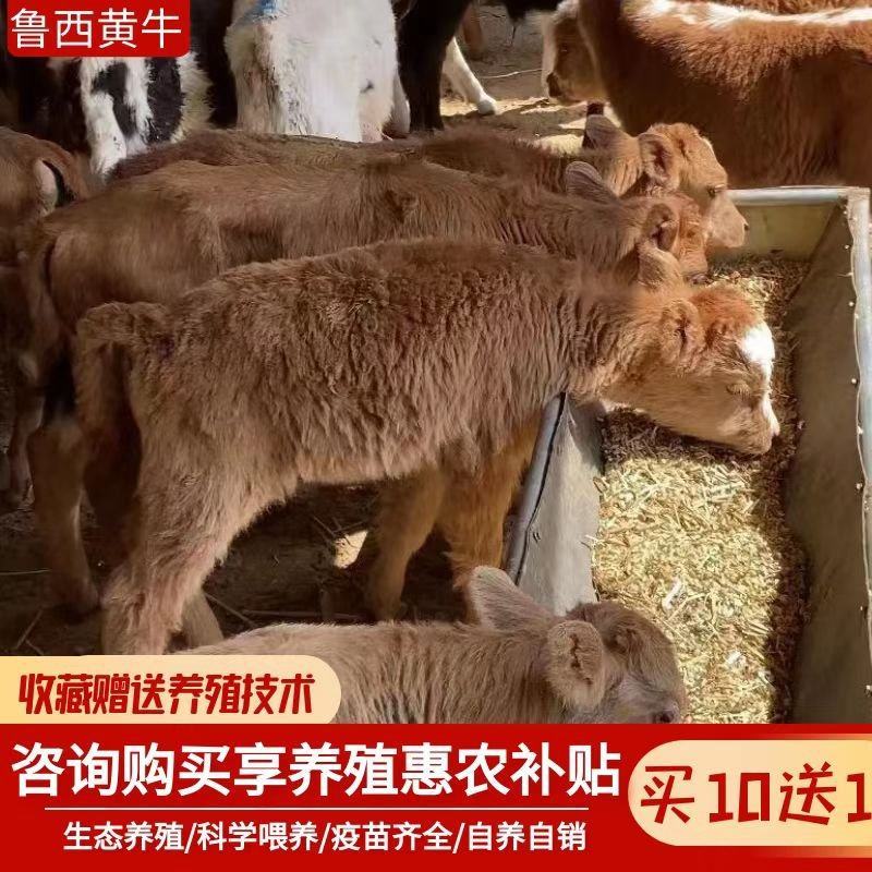 黄牛仔