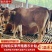 黄牛仔