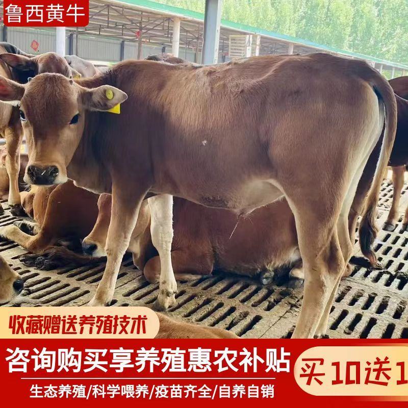 黄牛仔