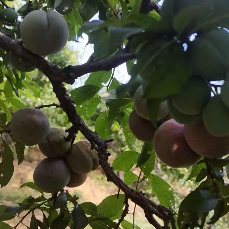 广东茂名信宜钱排银妃三华李。市场果，精品果，长期稳定供应