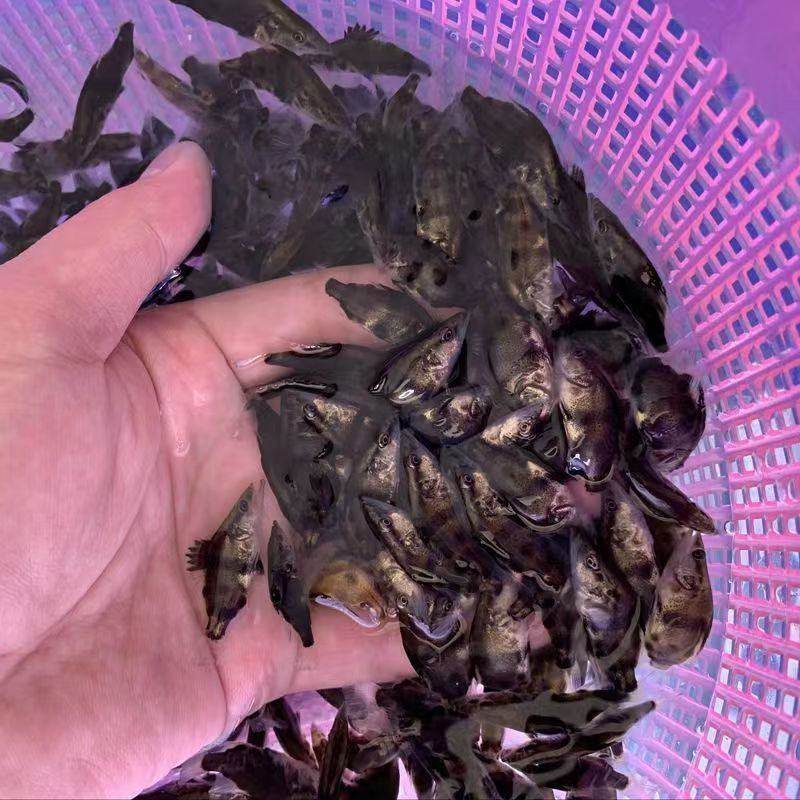鲑鱼苗