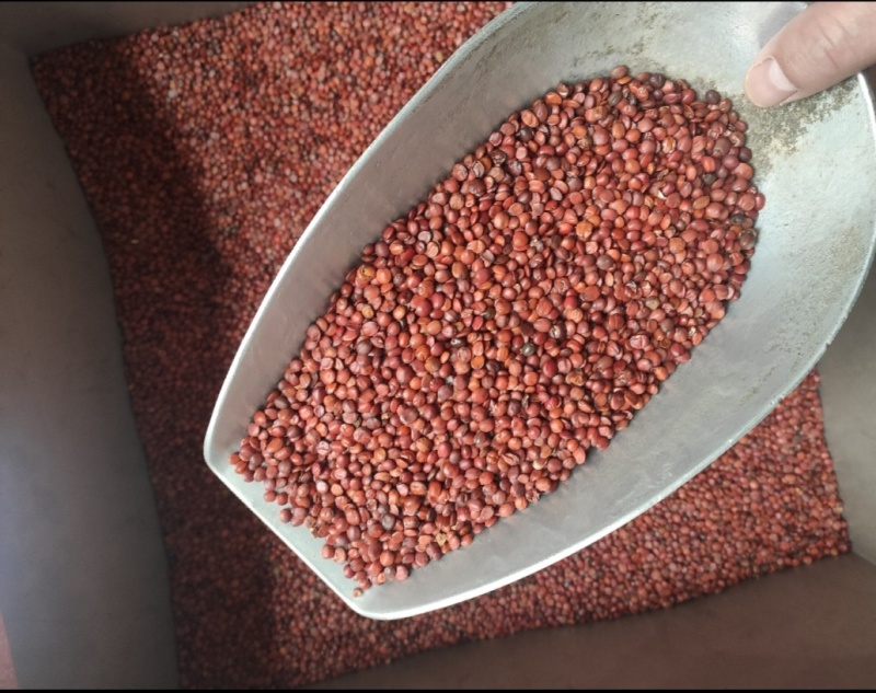 生酸枣仁炒酸枣仁国河北一等品正品酸枣仁中药材中药饮片药典