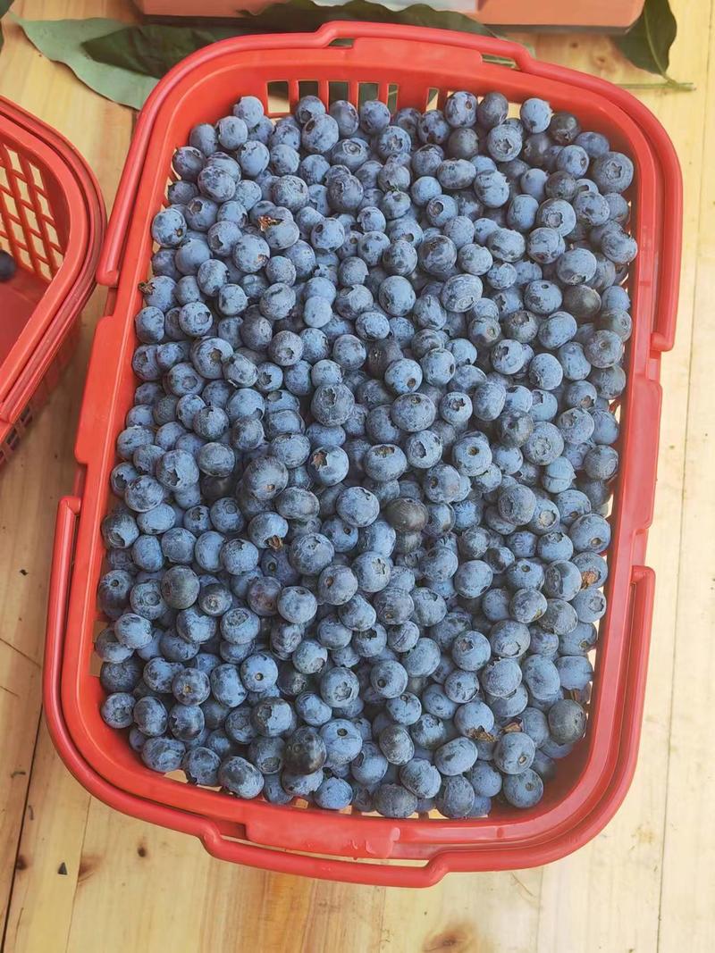 云南本土自己家产优质蓝莓量大从优，日照足甜度高，果子大。