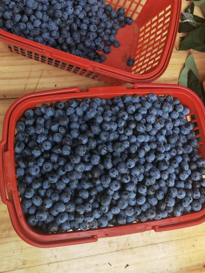 云南本土自己家产优质蓝莓量大从优，日照足甜度高，果子大。