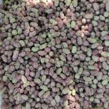 鲜桑葚，鲜桑椹大量上市诚寻加工厂家