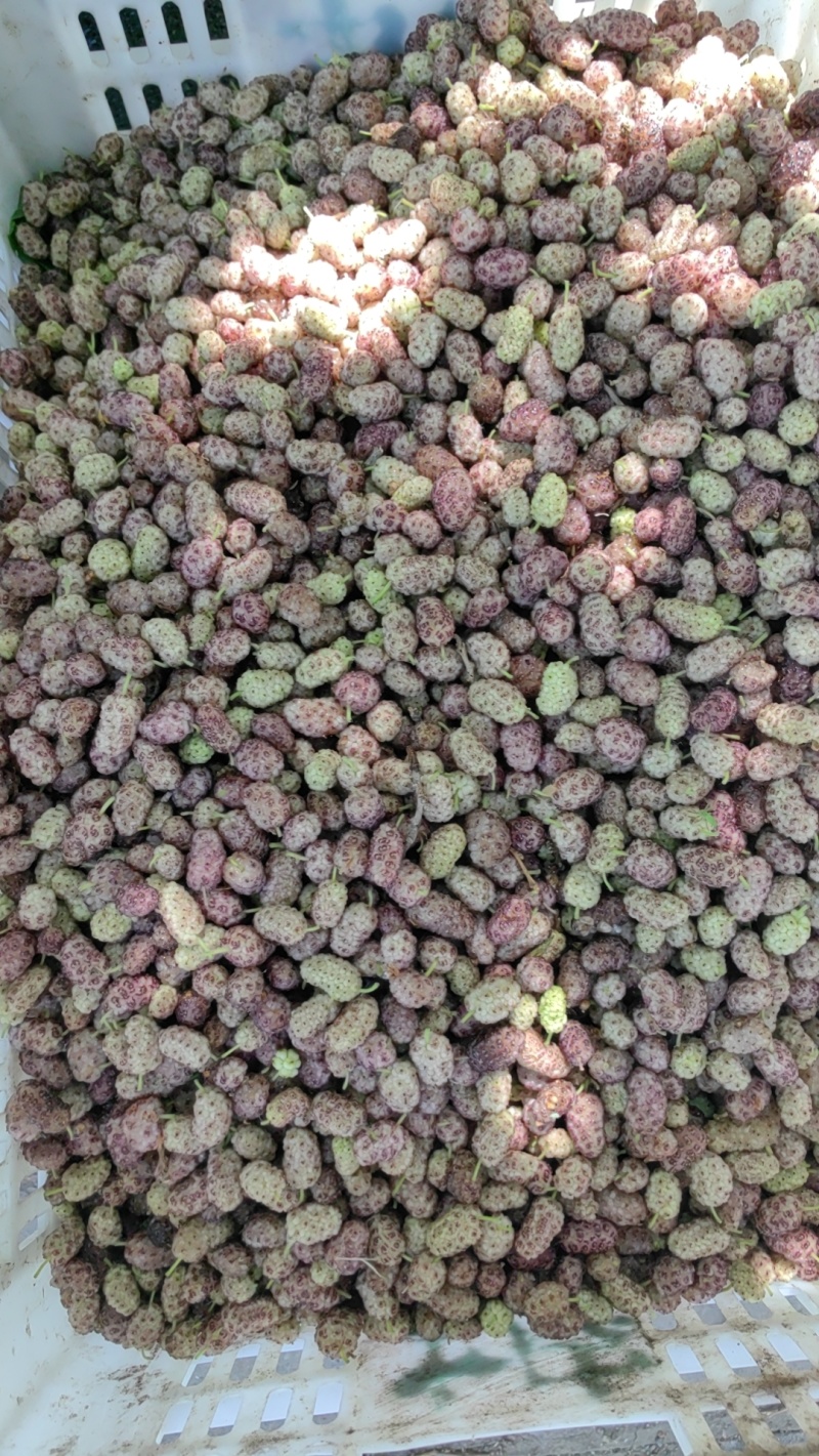 鲜桑葚，鲜桑椹大量上市诚寻加工厂家