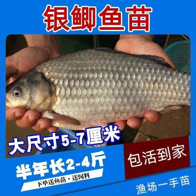 鲫鱼苗