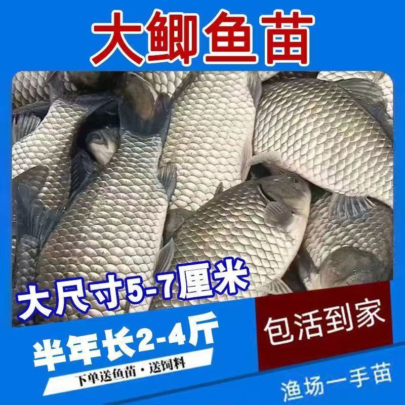 鲫鱼苗