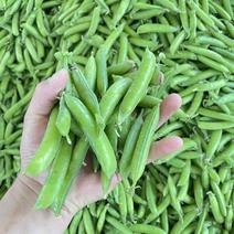 河南精品豌豆荚，青果，老果，颗粒饱满，颜色亮，供应市场