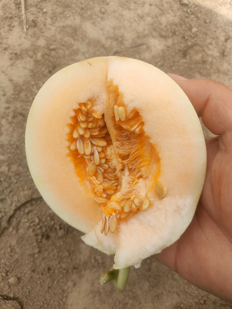 甜红玉甜瓜，白皮红肉，万亩大棚代收代发，龚垒代发货