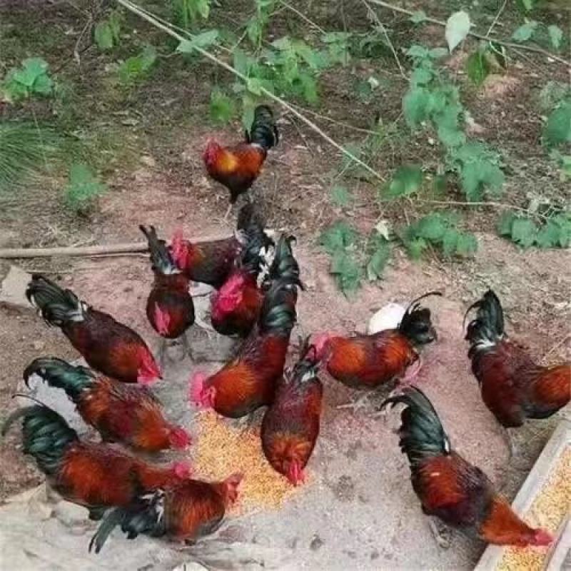 贵州高脚鸡苗