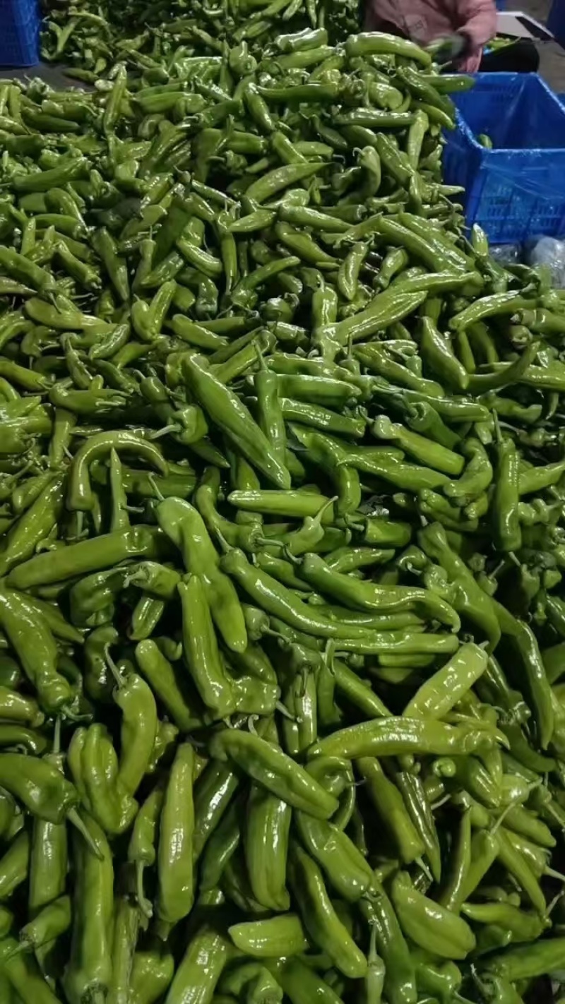 (优质青皮尖椒)条形好，亮度高，一手货源，产地直发