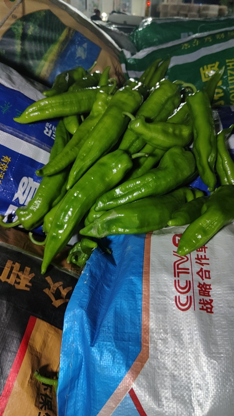 (优质青皮尖椒)条形好，亮度高，一手货源，产地直发