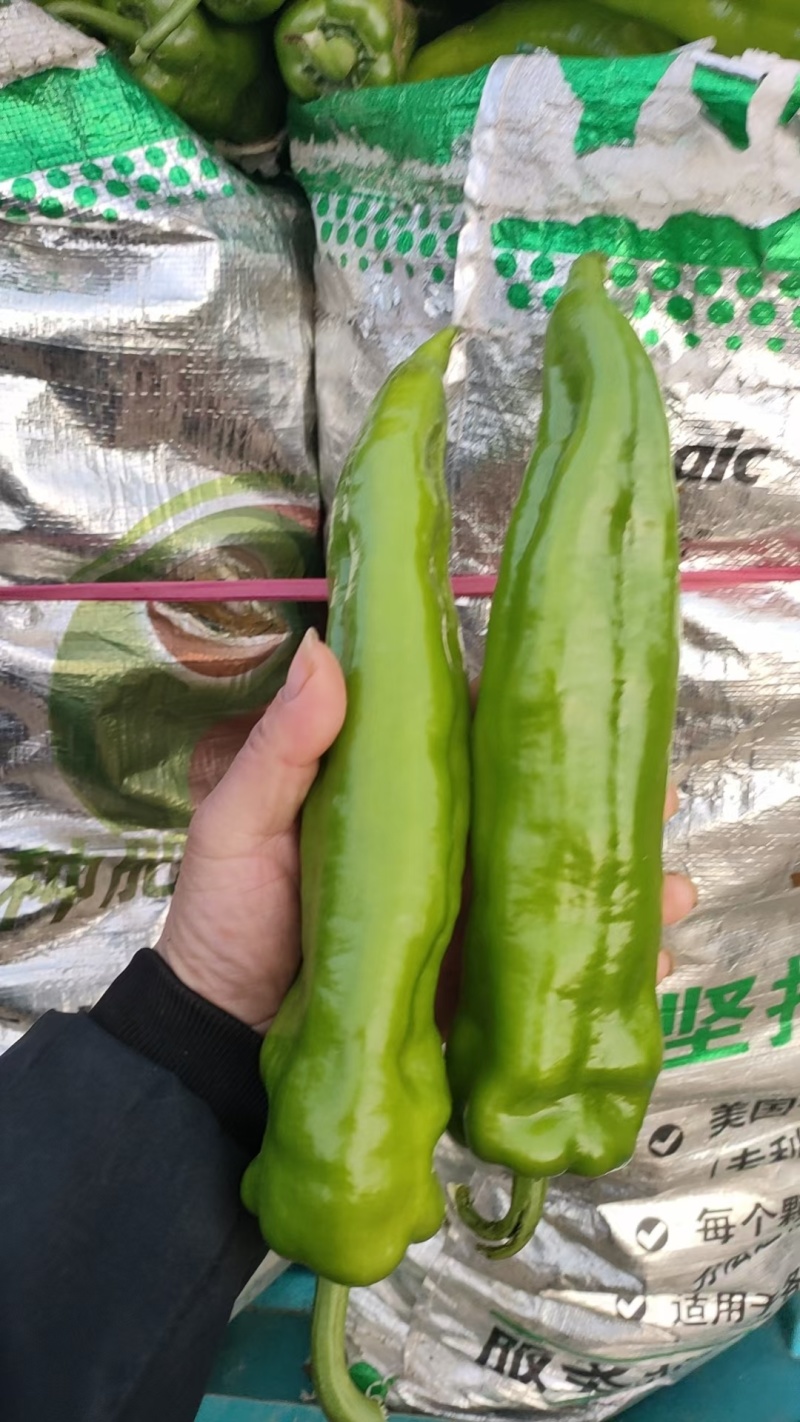 (优质青皮尖椒)条形好，亮度高，一手货源，产地直发