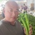 (优质青皮尖椒)条形好，亮度高，一手货源，产地直发