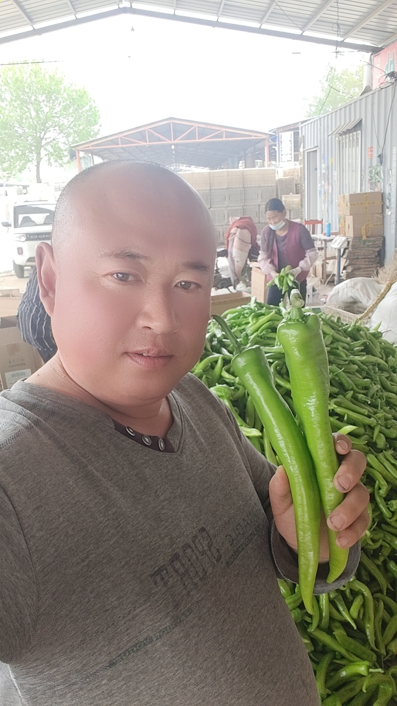 (优质青皮尖椒)条形好，亮度高，一手货源，产地直发
