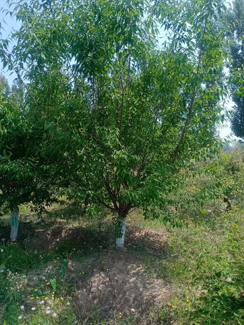 山桃树