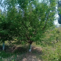 山桃树