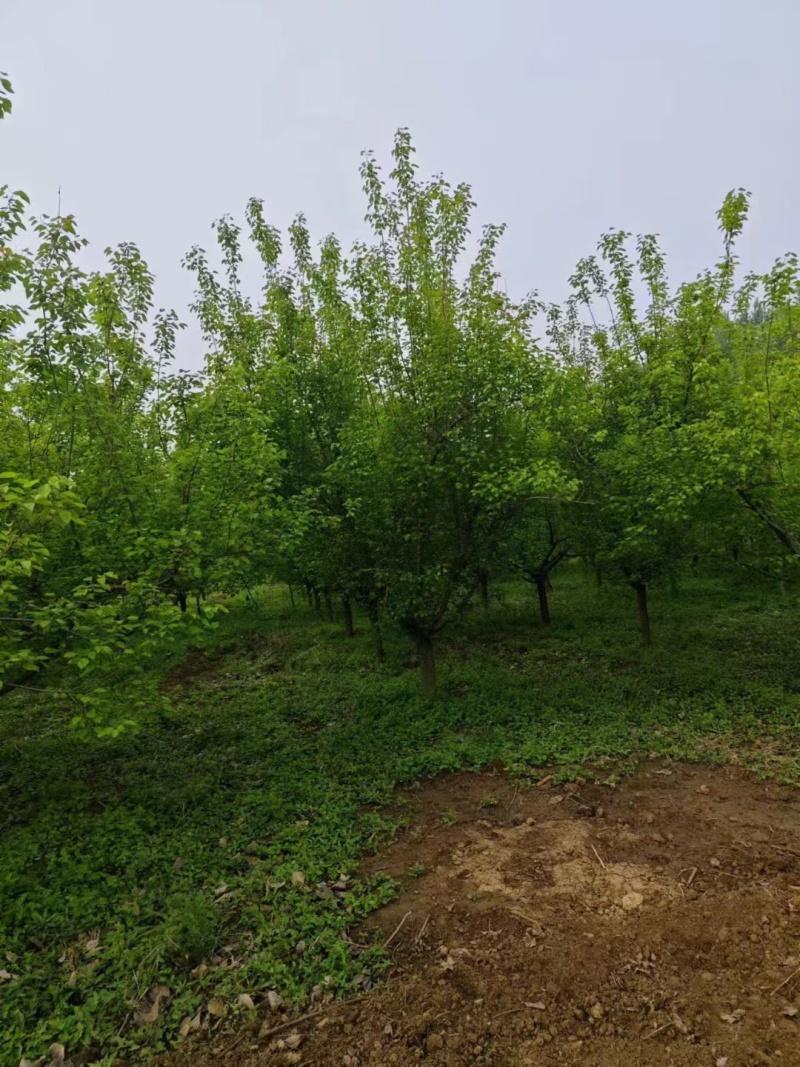 杏树