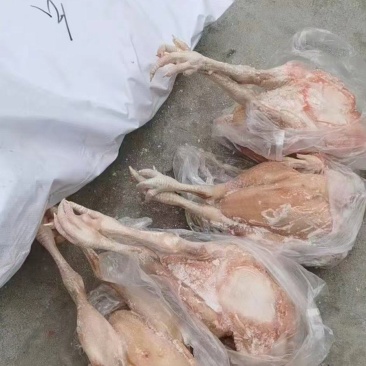 一级种鸡，二级种鸡，公母都有，厂里直发，新货