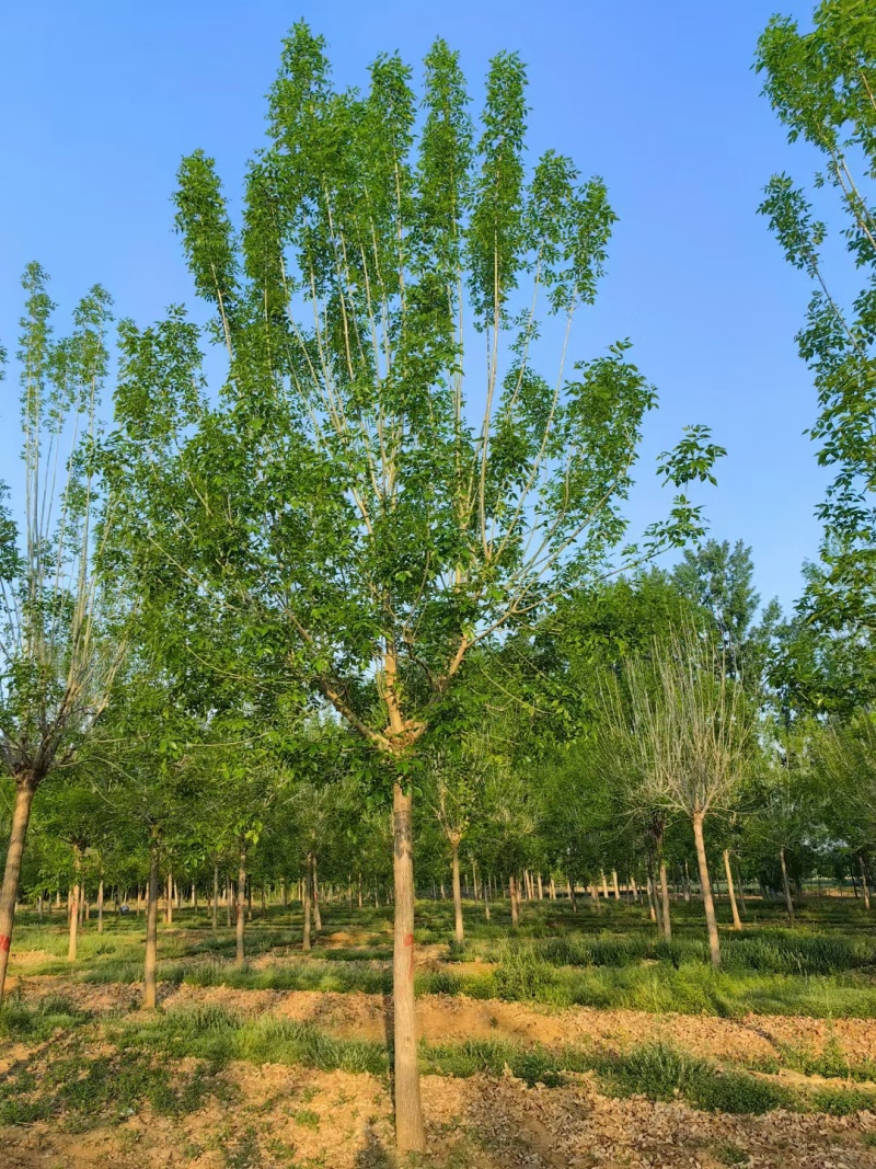 白蜡