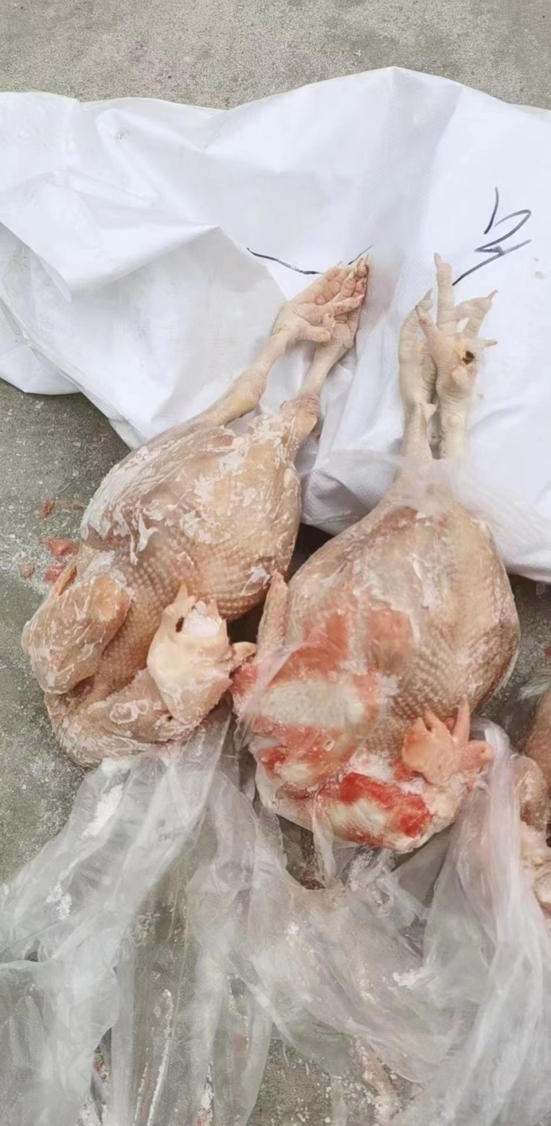 一级种鸡，二级种鸡，公母都有，厂里直发，新货
