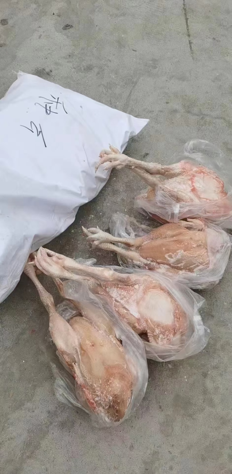 一级种鸡，二级种鸡，公母都有，厂里直发，新货
