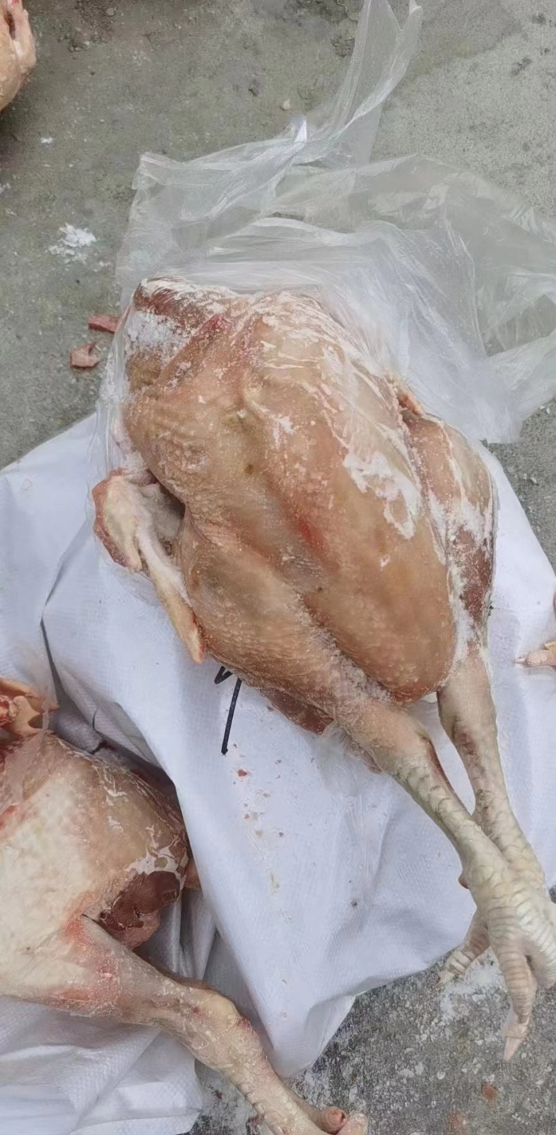 一级种鸡，二级种鸡，公母都有，厂里直发，新货