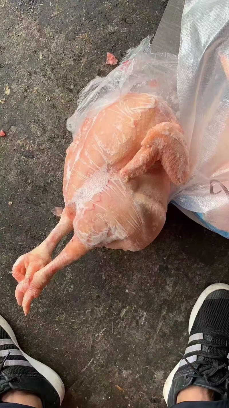 一级种鸡，二级种鸡，公母都有，厂里直发，新货
