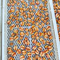新疆特产喀什英吉沙赛买提杏干杏肉批发零售支持整车