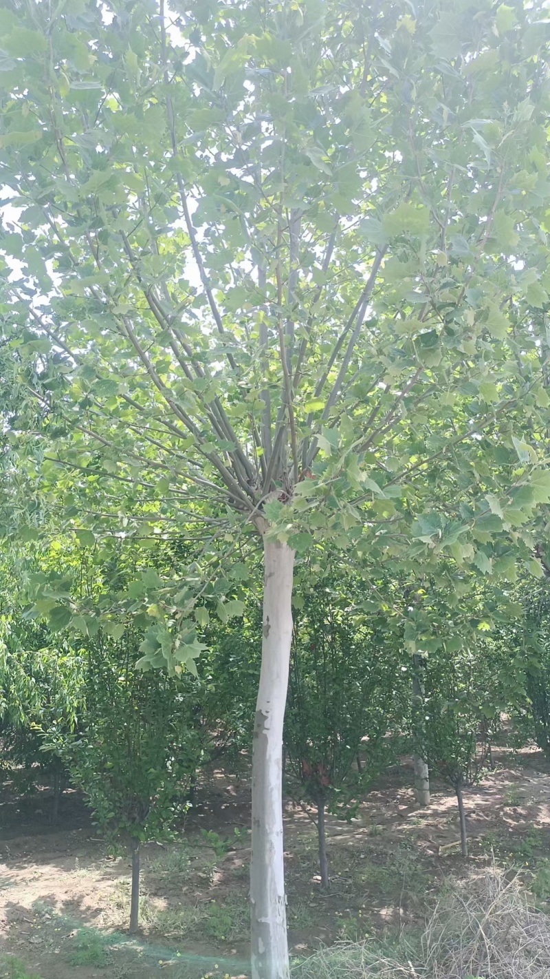 法桐