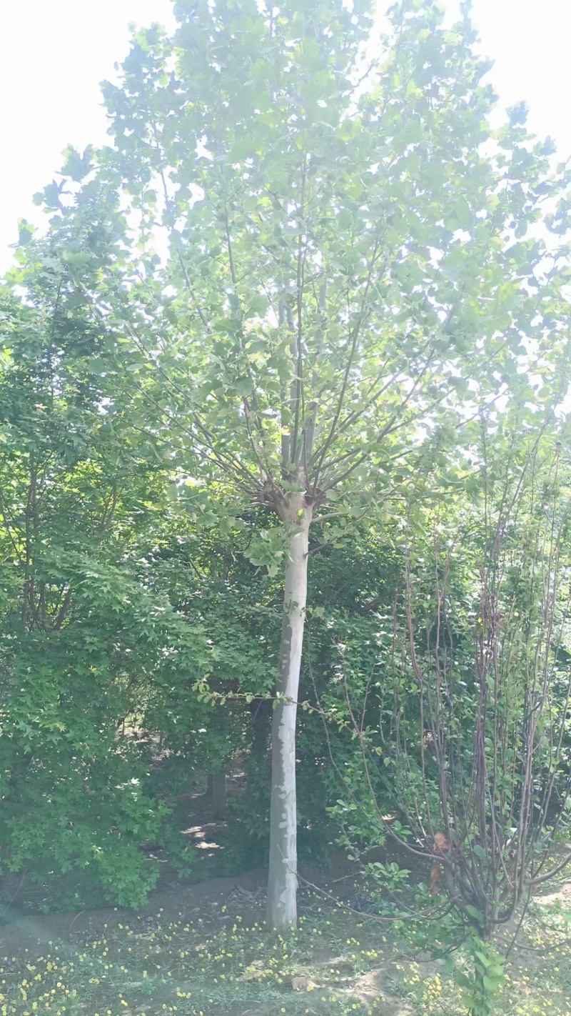 法桐