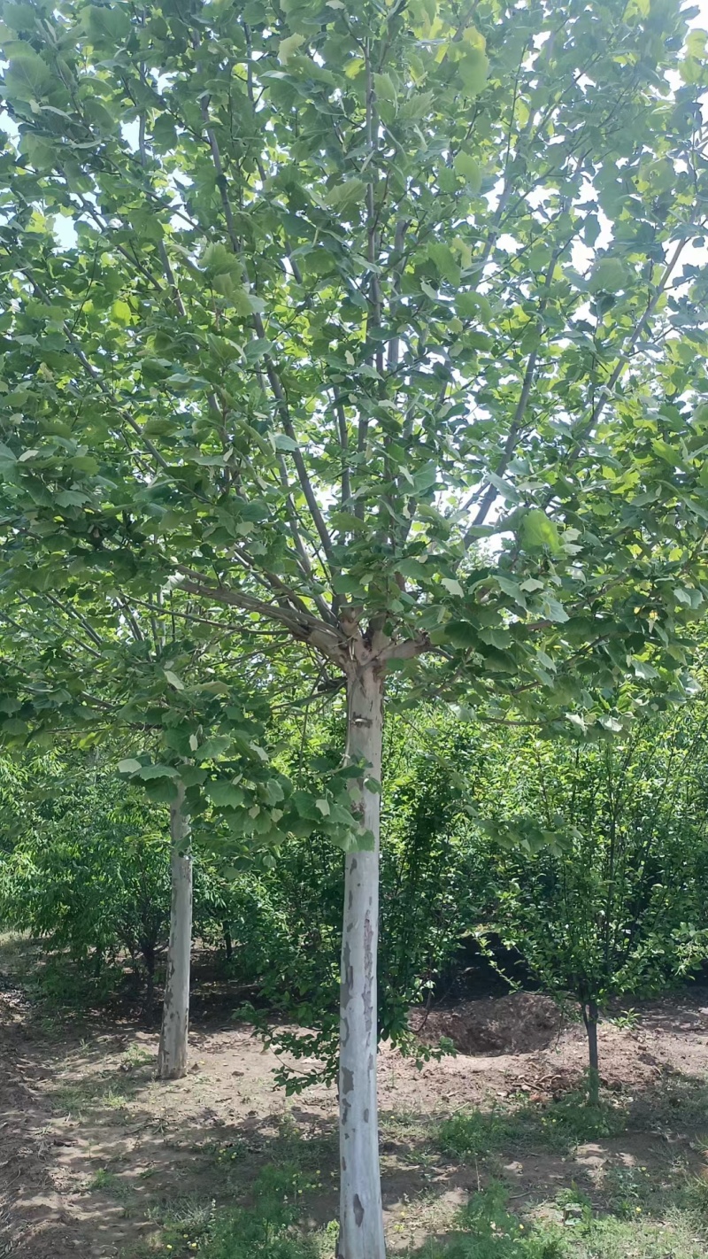 法桐