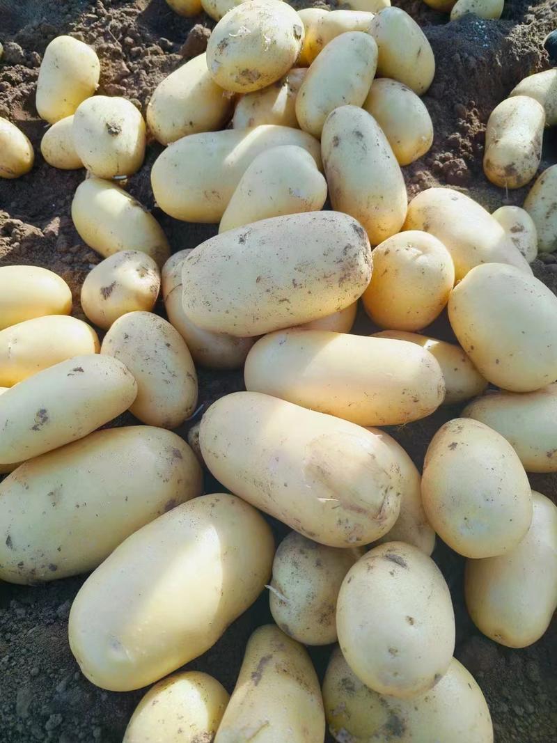 v7土豆沃土湖北土豆大量供应中产地直发对接全国市场