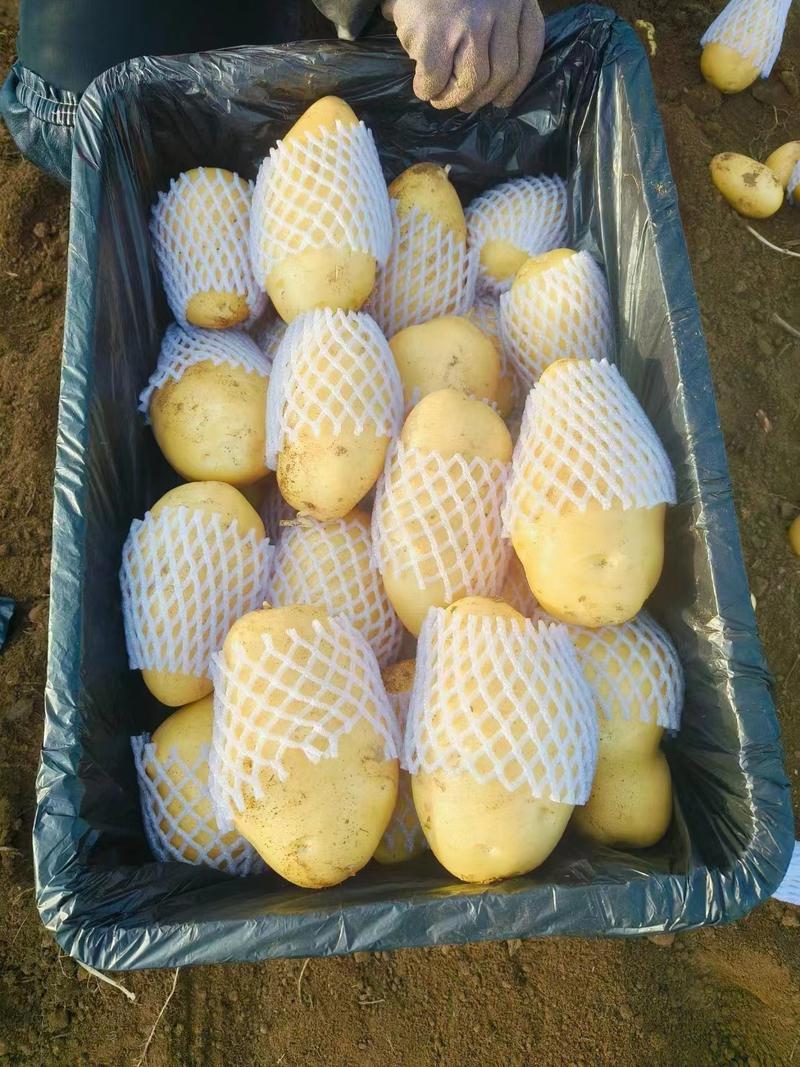 v7土豆沃土湖北土豆大量供应中产地直发对接全国市场