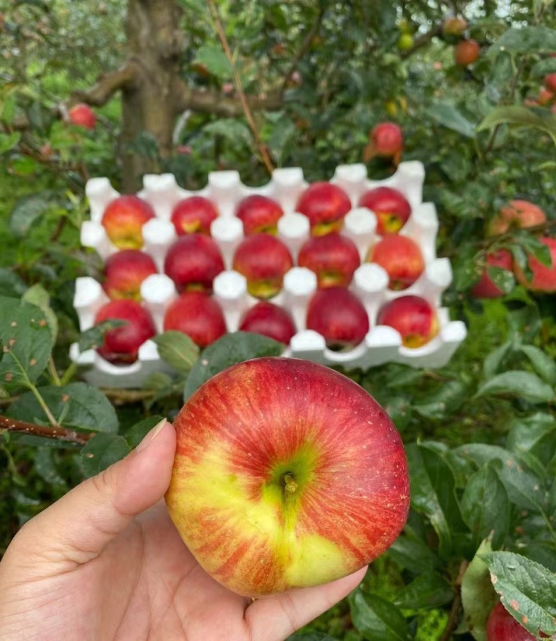 [优选]云南红富士苹果苹果口感清脆产地直发