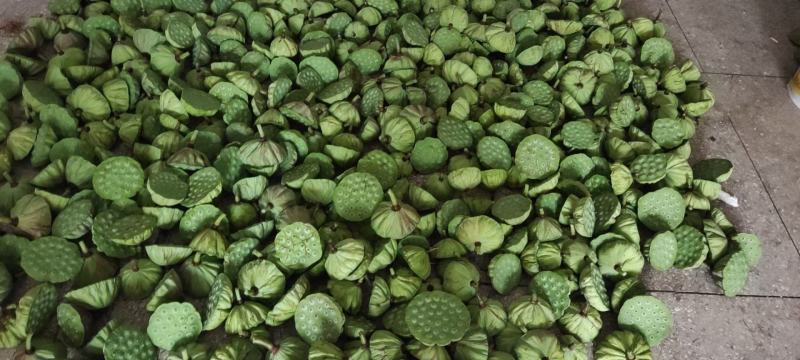 新鲜水果莲蓬新鲜水果莲蓬大量发货全国海南三亚发货