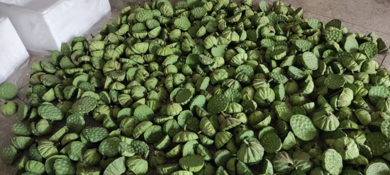 新鲜水果莲蓬新鲜水果莲蓬大量发货全国海南三亚发货