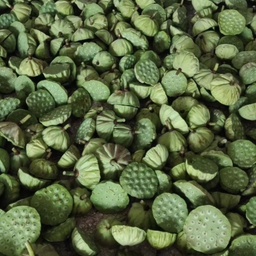 新鲜水果莲蓬新鲜水果莲蓬大量发货全国海南三亚发货